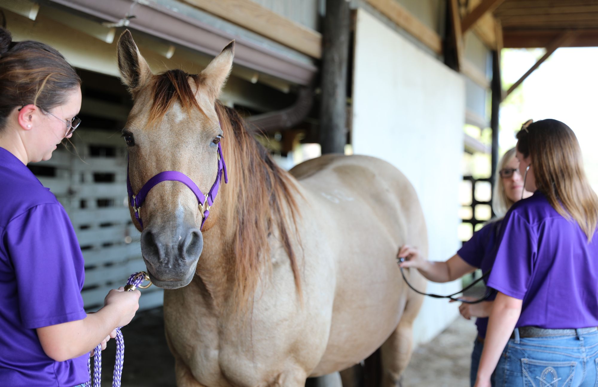 Student holds horse and checks heart beat