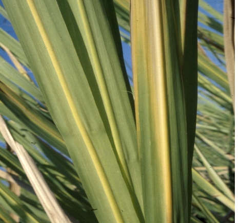 yellow midvein symptom in young leaves of sugarcane stalks