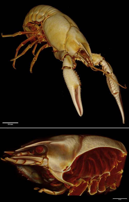 MicroCT image of Crawfish Crawfish MicroCT