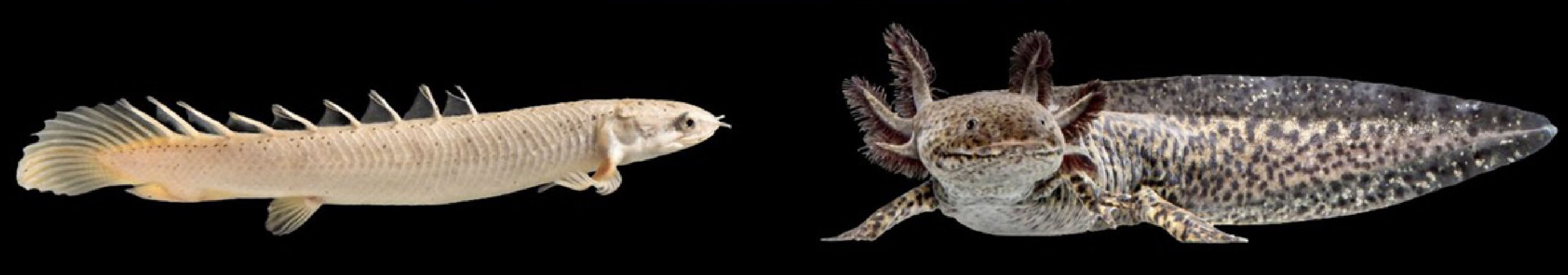 bicher fish and axolotl salamander