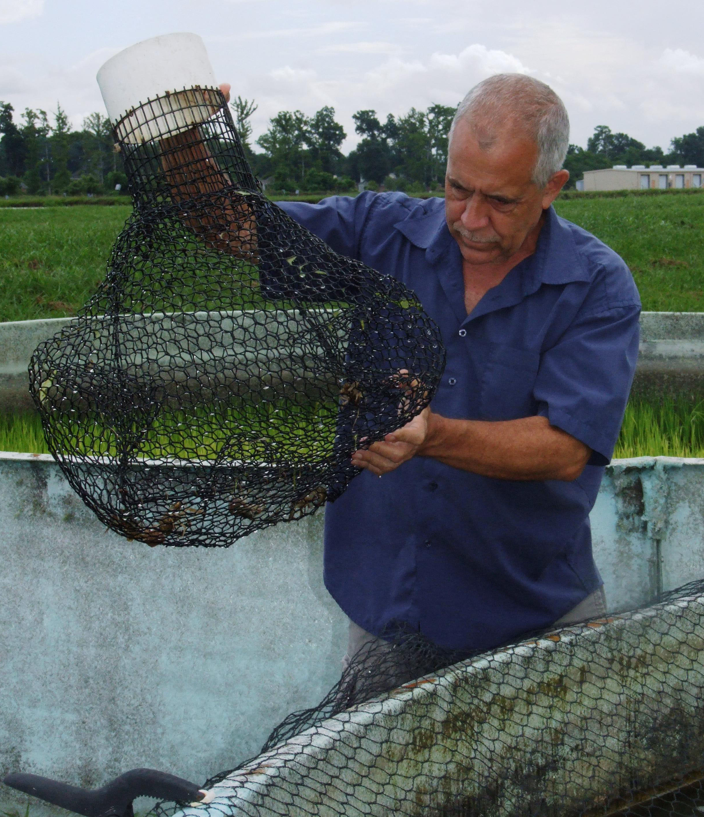 Greg Lutz checks crawfish trap