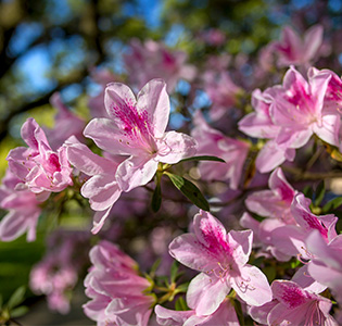 Azaleas close up