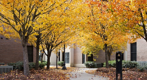 Photo of the fall foliage at East Campus Apartments