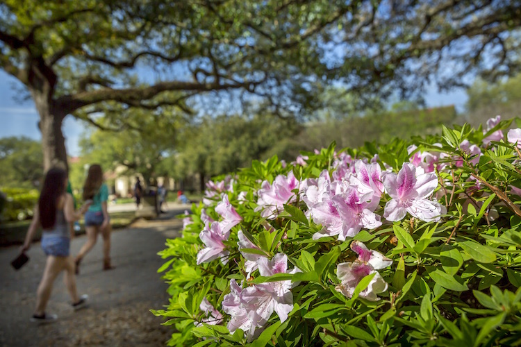 azaleas blooming