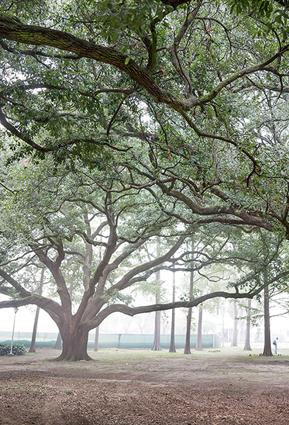 foggy oak trees