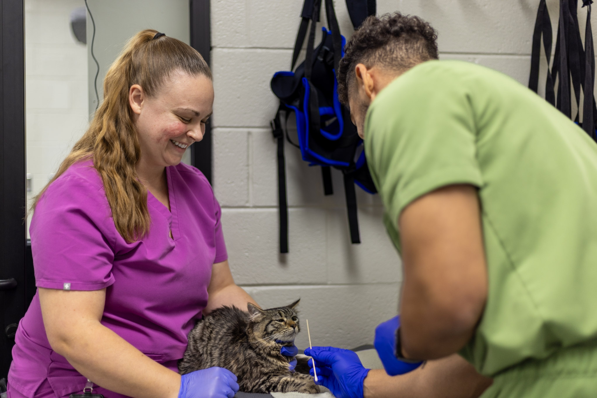 Bubbie, a gray striped c at