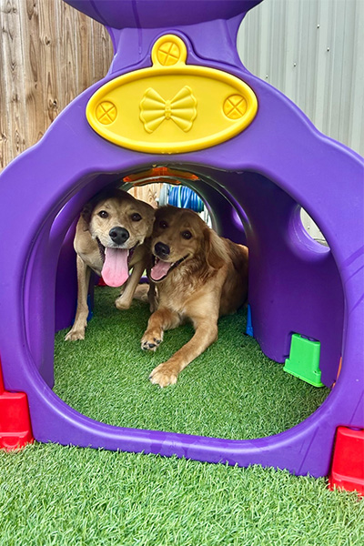 two dogs inside a toy tunnel in the dog daycare yard