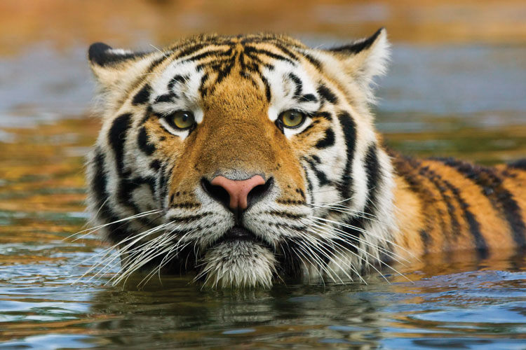 Mike VI