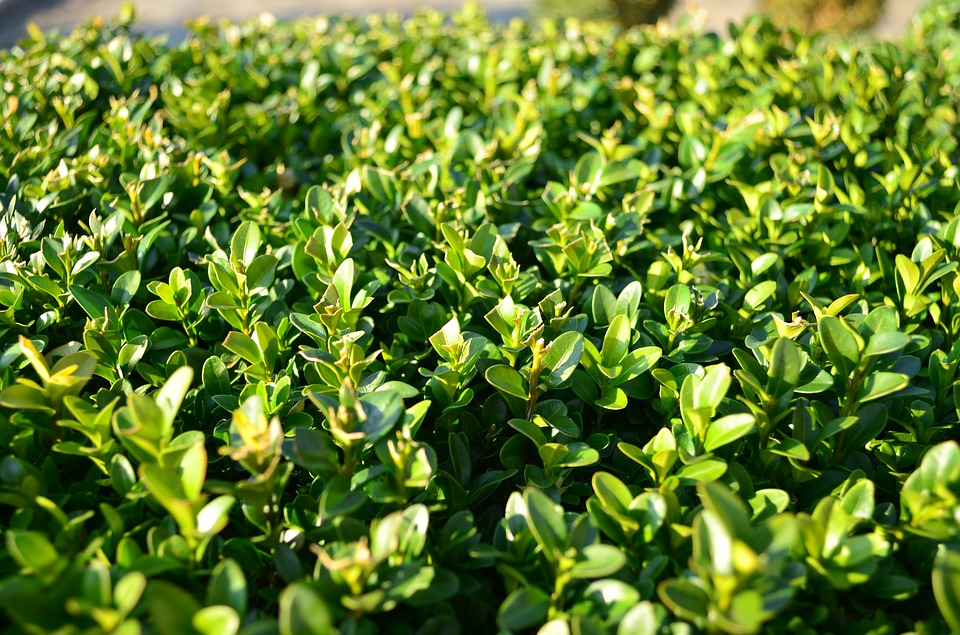 boxwood